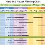 Zone 8 Gardening Companion Planting Harvesting Calendar Infographic
