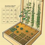 2x4 Raised Bed Vegetable Garden Layout
