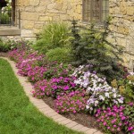 Best Plants For Narrow Garden Beds