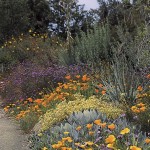 California Native Plants Japanese Garden