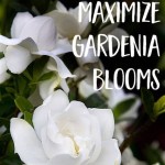 Can I Use Miracle Grow On Gardenias