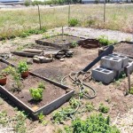 Community Garden Plot Layout