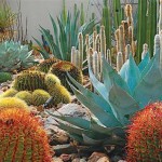 Desert Garden Plants Australia