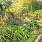Evergreen Garden Plants South Africa