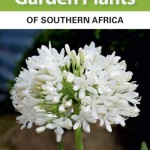 Evergreen Garden Plants South Africa