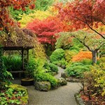 Full Sun Japanese Garden Plants