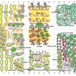 Garden Layout Companion Planting