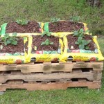 Gardening In Bags Of Potting Soil