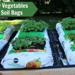 Gardening In Bags Of Potting Soil