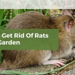 How To Keep Rats Out Of Raised Garden Beds