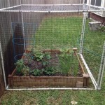 How To Keep Rodents Out Of Raised Garden Beds