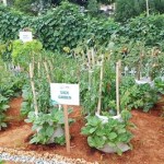 Pinoy Vegetable Garden Photos