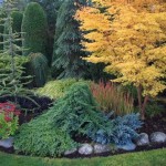 Small Conifer Garden Ideas
