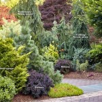 Small Conifer Garden Ideas