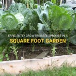 Square Foot Gardening Spacing Brussel Sprouts
