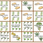 Square Foot Gardening Spacing Marigold