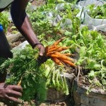 Starting A Vegetable Garden From Scratch In South Africa