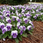 Winter Garden Plants Louisiana